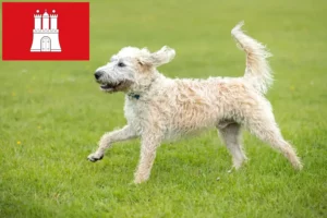 Přečtete si více ze článku Chovatelé labradoodlů a štěňat v Hamburku