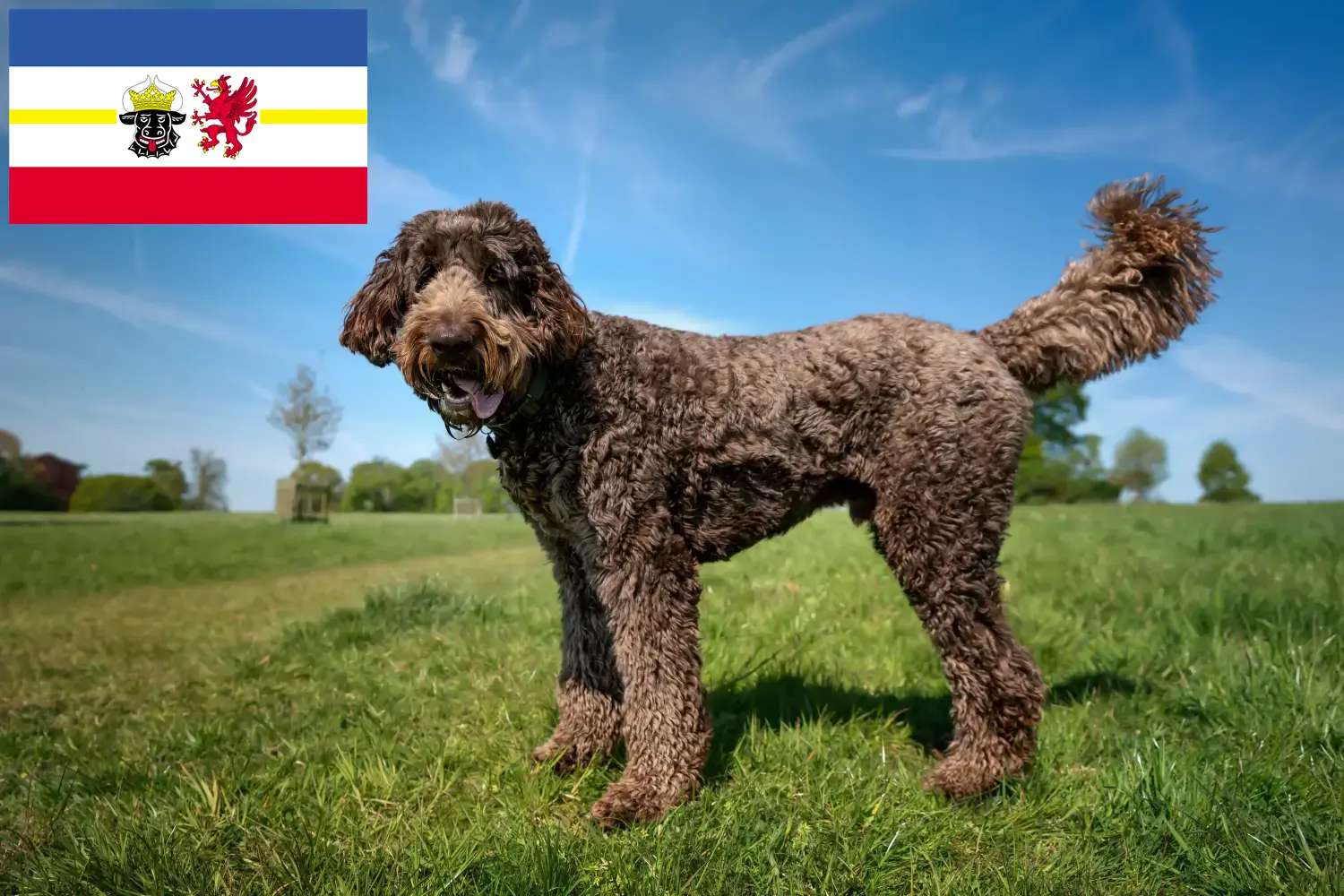 Přečtete si více ze článku Chovatelé labradoodlů a štěňat v Meklenbursku-Předním Pomořansku