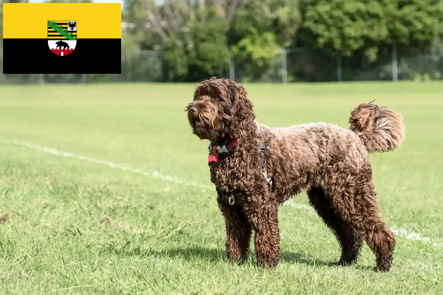 Přečtete si více ze článku Chovatelé labradoodlů a štěňat v Sasku-Anhaltsku