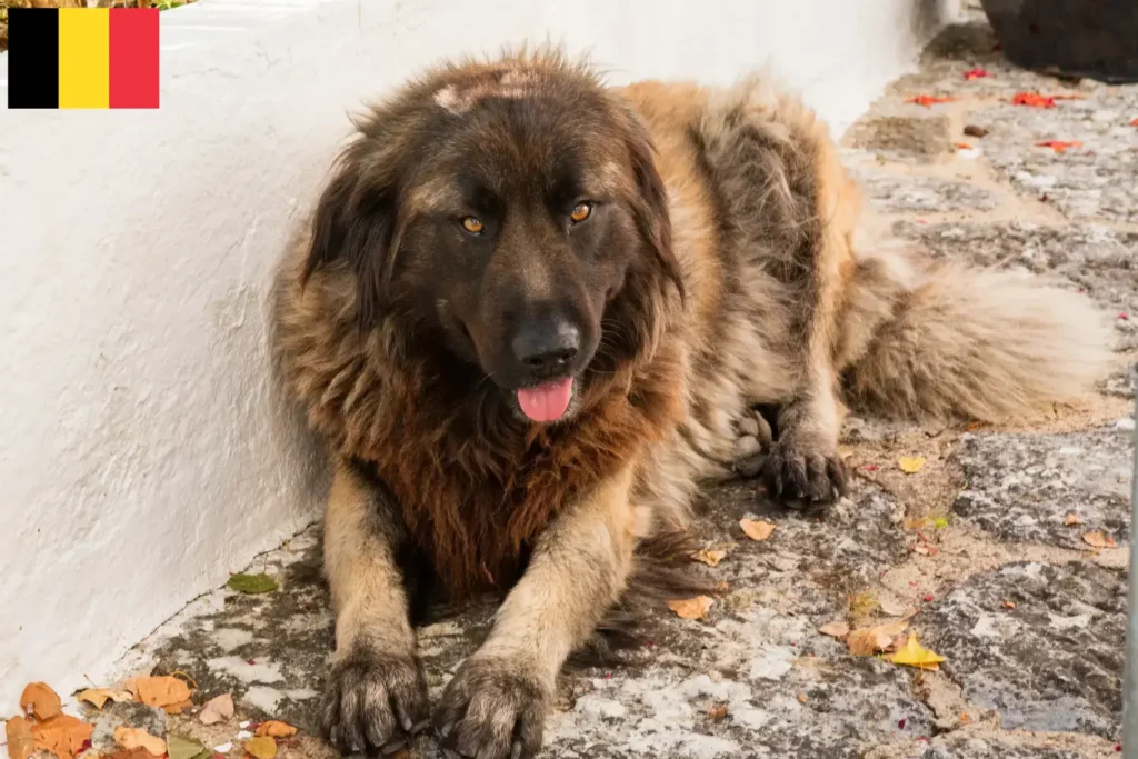 Přečtete si více ze článku Chovatelé a štěňata Cão Da Serra Da Estrela v Belgii