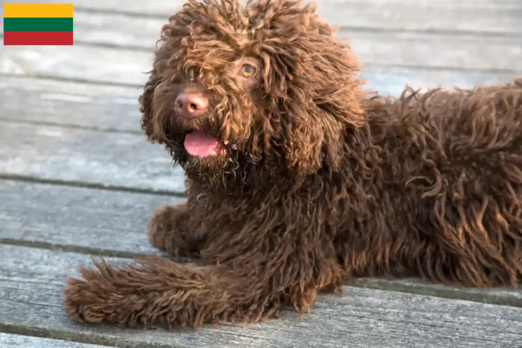 Přečtete si více ze článku Chovatelé a štěňata Perro de Agua Español v Litvě