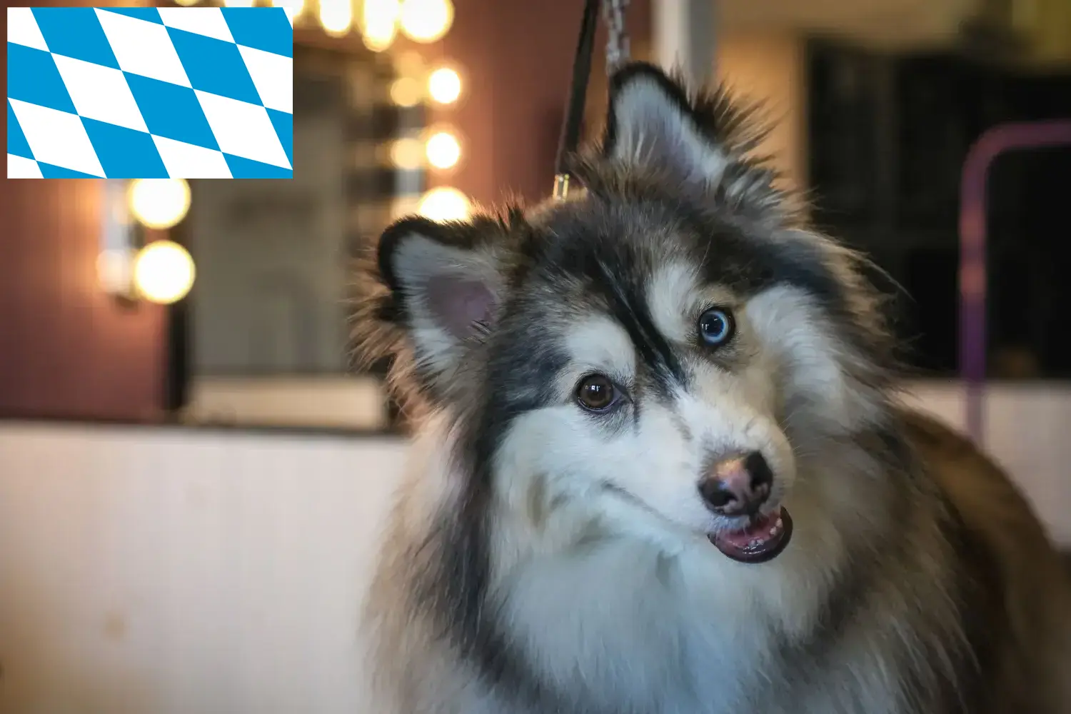 Přečtete si více ze článku Chovatelé a štěňata Pomsky v Bavorsku