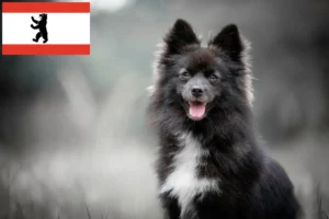 Přečtete si více ze článku Chovatelé a štěňata Pomsky v Berlíně