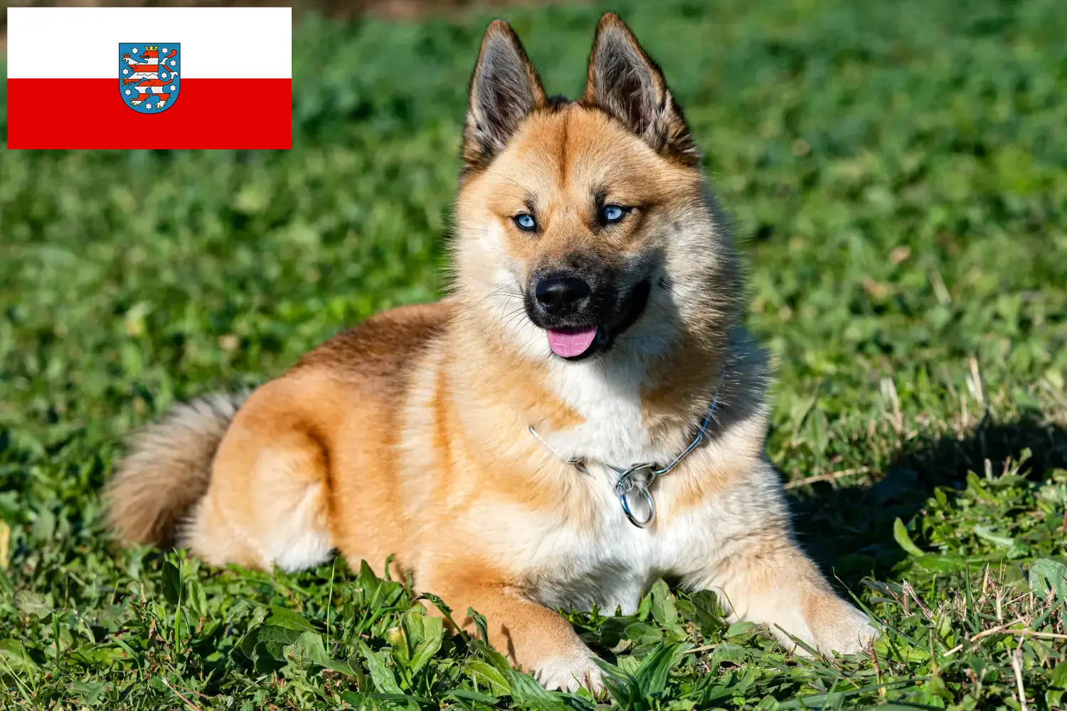 Přečtete si více ze článku Chovatelé a štěňata Pomsky v Durynsku