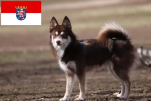 Přečtete si více ze článku Chovatelé a štěňata Pomsky v Hesensku