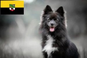 Přečtete si více ze článku Chovatelé Pomsky a štěňata v Sasku-Anhaltsku