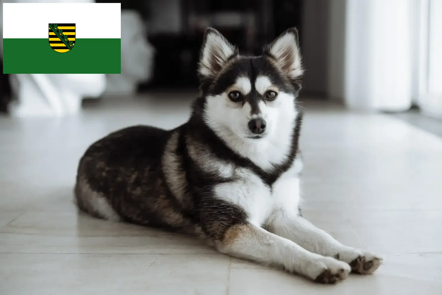 Přečtete si více ze článku Chovatelé a štěňata Pomsky v Sasku