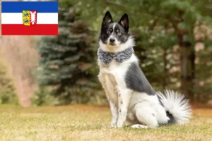 Přečtete si více ze článku Chovatelé a štěňata Pomsky ve Šlesvicku-Holštýnsku