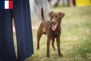 Přečtete si více ze článku Chovatelé patterdale teriérů a štěňat ve Francii