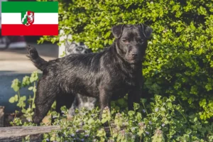 Přečtete si více ze článku Chovatelé patterdale teriérů a štěňat v Severním Porýní-Vestfálsku