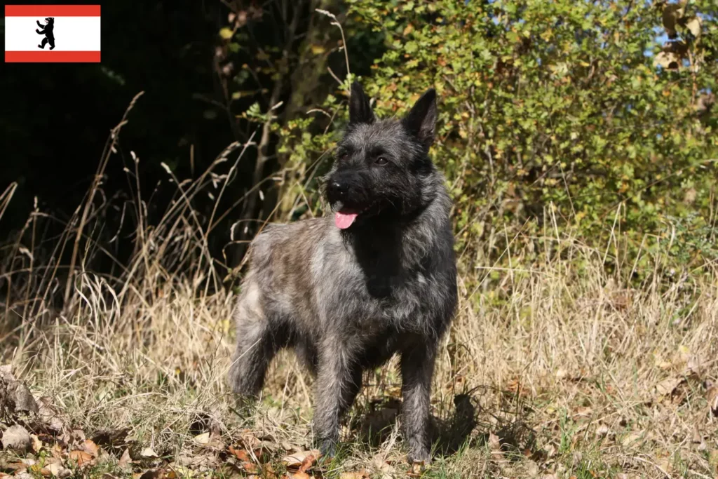 Přečtete si více ze článku Chovatelé a štěňata Bouvier des Ardennes v Berlíně