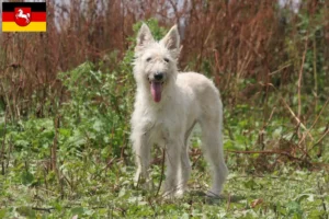 Přečtete si více ze článku Chovatelé a štěňata Bouvier des Ardennes v Dolním Sasku