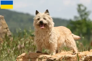 Přečtete si více ze článku Chovatelé cairn teriérů a štěňat na Ukrajině