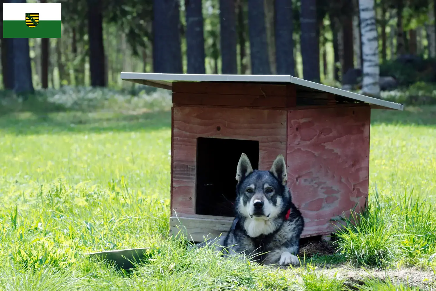 Přečtete si více ze článku Chovatelé jämthundů a štěňat v Sasku