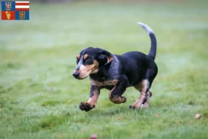 Přečtete si více ze článku Chovatelé a štěňata basset bleu de Gascogne na jižní Moravě