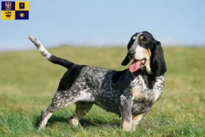 Přečtete si více ze článku Chovatelé bassetů bleu de Gascogne a štěňata ve Zlíně