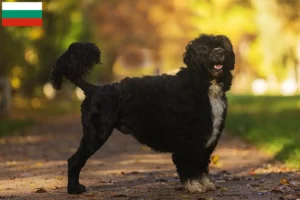 Přečtete si více ze článku Chovatelé a štěňata Cão de Agua português v Bulharsku