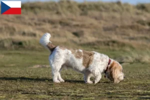 Přečtete si více ze článku Chovatelé a štěňata Grand Basset Griffon Vendéen v České republice