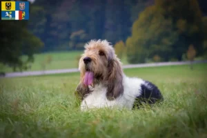 Přečtete si více ze článku Chovatelé a štěňata Grand Basset Griffon Vendéen v Moravskoslezském kraji