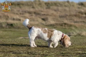 Přečtete si více ze článku Chovatelé a štěňata Grand Basset Griffon Vendéen v Praze