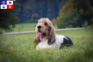 Přečtete si více ze článku Chovatelé a štěňata Grand Basset Griffon Vendéen na Vysočině