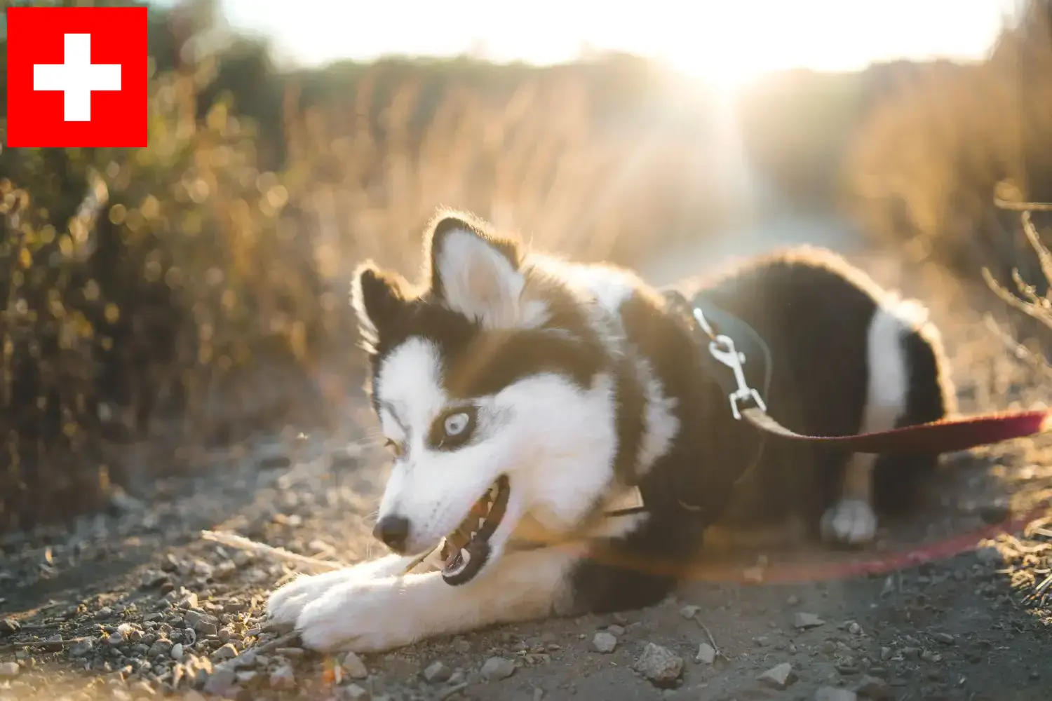 Přečtete si více ze článku Chovatelé a štěňata Pomsky ve Švýcarsku