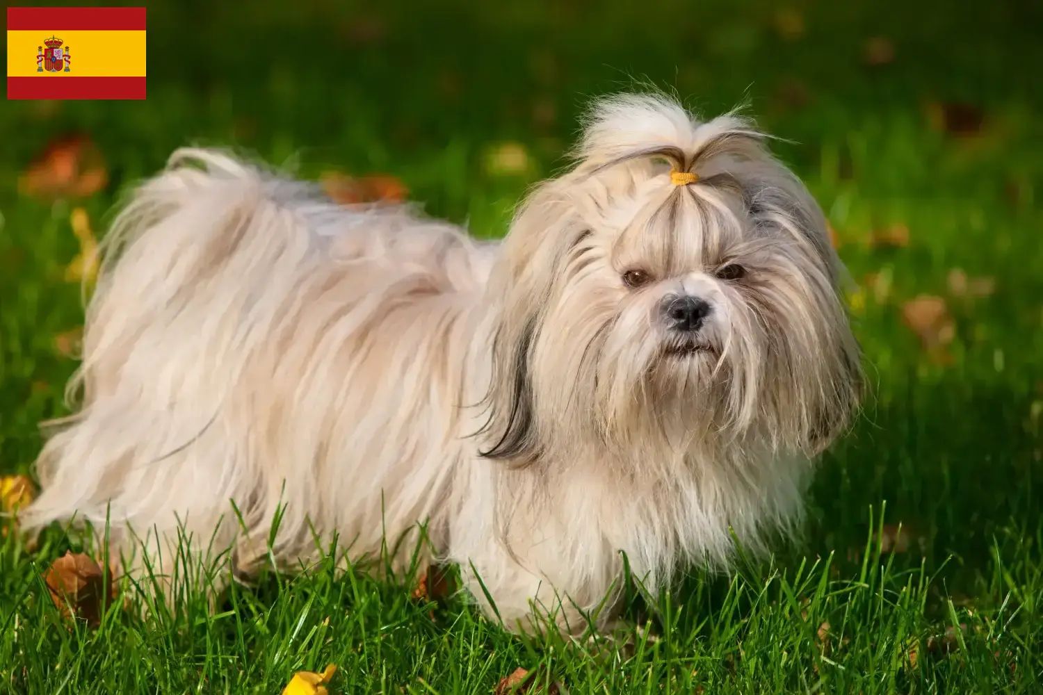 Přečtete si více ze článku Chovatelé shih tzu a štěňata ve Španělsku