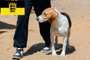 Přečtete si více ze článku Chovatelé švýcarských nížinných psů a štěňat v Bádensku-Württembersku