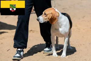 Přečtete si více ze článku Chovatelé švýcarských nížinných psů a štěňat v Sasku-Anhaltsku