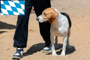 Přečtete si více ze článku Chovatelé švýcarských nížinných psů a štěňat v Bavorsku