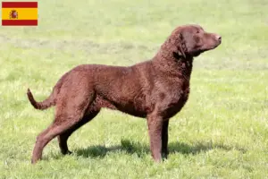 Přečtete si více ze článku Chesapeake Bay Retriever chovatelé a štěňata ve Španělsku