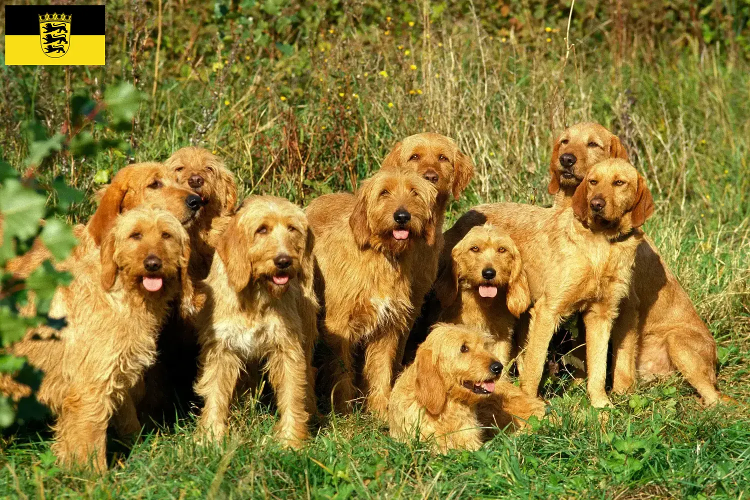 Přečtete si více ze článku Chovatelé a štěňata Griffon Fauve de Bretagne v Bádensku-Württembersku