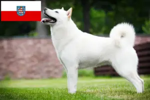 Přečtete si více ze článku Chovatelé hokkaido a štěňata v Durynsku