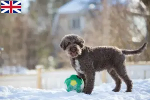 Přečtete si více ze článku Chovatelé a štěňata Lagotto Romagnolo ve Velké Británii